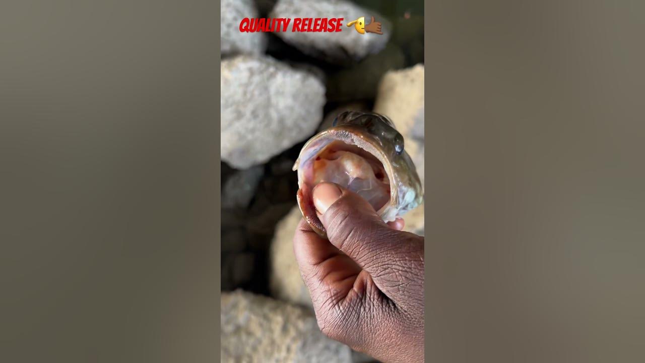 2024 video Patiently waiting for season to change #angler #youtube #bassfishing #fishing #smalljaw 2024 video Patiently waiting for season to change #angler #youtube #bassfishing #fishing #smalljaw