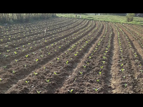Video: Cách Cho Bắp Cải ăn Sau Khi Trồng? Lần Cho Cây Con đầu Tiên Sau Khi Trồng Xuống đất. Phân Bón Và Các Biện Pháp Dân Gian Cho Vườn