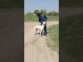 Dog shikari #dog #animalbabies #shorts #explore #duet
