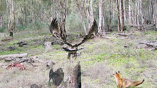 Career Overview Fox v Wedge Tailed Eagle 