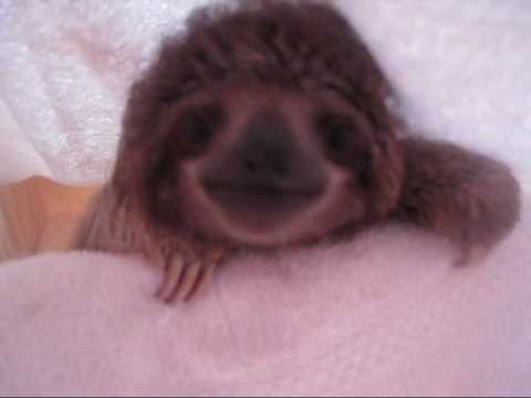 The cutest baby sloth in the world ever