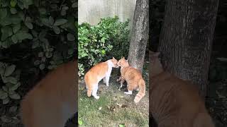 'Speed: 100 | Damage: 0 🐾⚡ Harmless play session!'  #catfight #cat