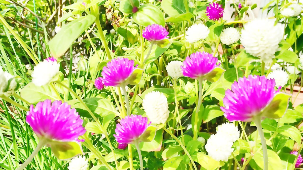 花草記事19：千日紅