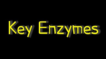 Key Enzyme II Rate limiting Enzyme