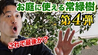 【おすすめの常緑樹④】さらに追加5選！お庭で使える常緑樹