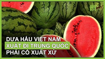 Dưa Hấu Việt xuất khẩu Trung Quốc phải có nguồn gốc xuất xứ | VTC16