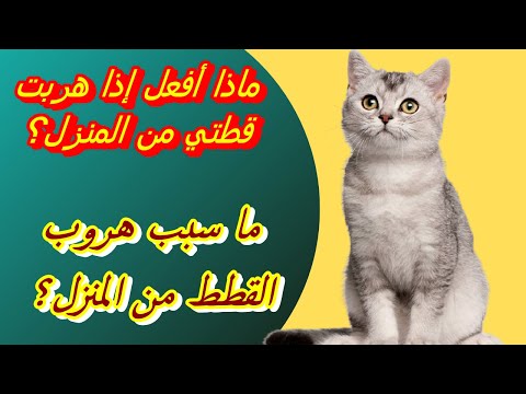 فيديو: كيفية التعامل مع احتقان الأنف عند القطط: 10 خطوات