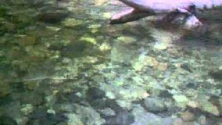 Fly Fish the Middle Fork Snoqualmie .wmv