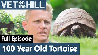 Meeting A Rare 100 Year Old Tortoise | FULL EPISODE | S03E06 | Vet On The Hill