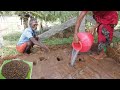 Eesal|HUNTING TERMITE and Cooking|Healthy Village Food|countryfoodcooking