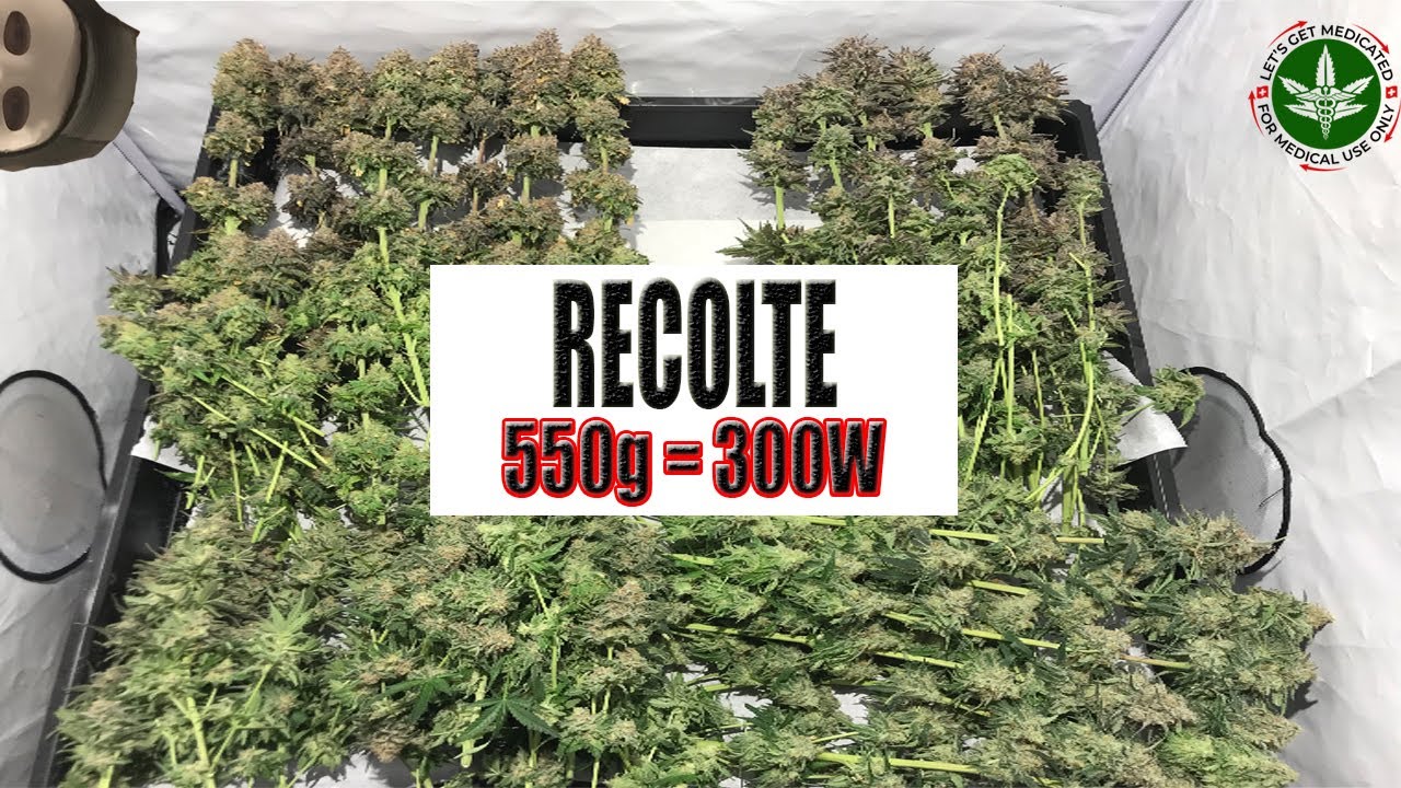 RECOLTE! COMMENT SÉCHER ET CONSERVER DU CANNABIS! 550G sur 1m2(300W)! PLANTATION STEP BY STEP INDOOR