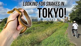 I Found a Snake in the World's Biggest City! Field Herping Japan!