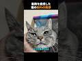 最期を直感した猫の別れの挨拶