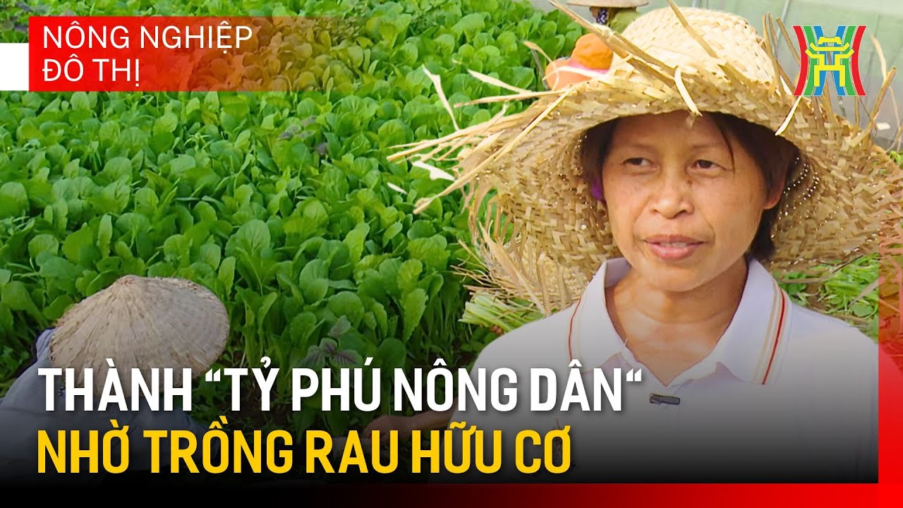 Phát triển trồng rau hữu cơ công nghệ cao | Nông nghiệp đô thị
