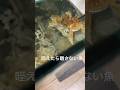 [アクアリウム]カエルアンコウに餌付け
