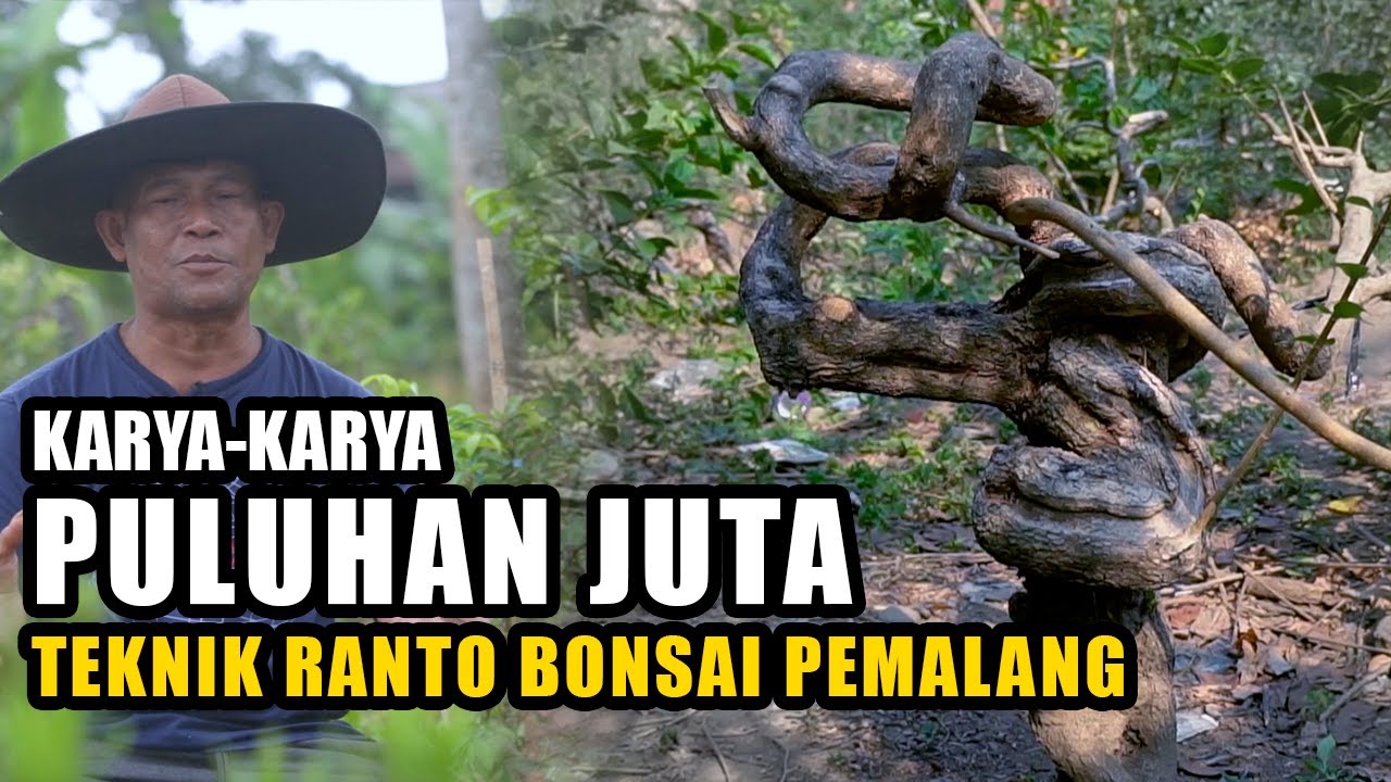 BONSAI SEHARGA MOBIL !! JUTA PAK RANTO | PULUHAN JUTA- pelintir - sancang - asem jawa - serut