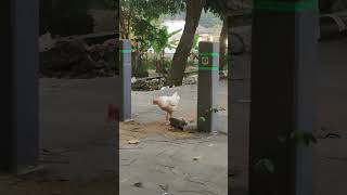 Ayam Jago cover musik  masukberanda