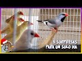 5 SORPRESAS PARA UN SOLO DÍA + AVES NUEVAS🦜