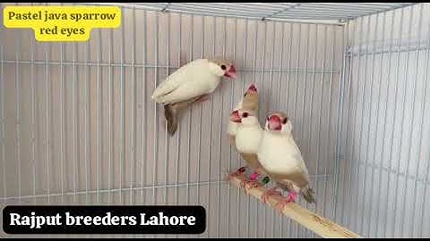 pastel java sparrow #bird #fyp