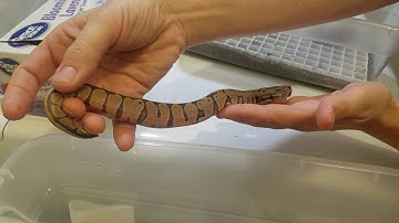 Ball Python Clutch #3 out of egg update video