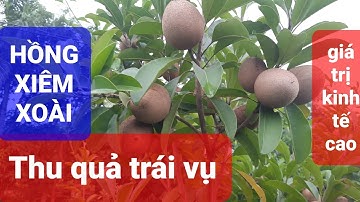 Hồng xiêm xoài: Giống cây ăn quả quý và kinh tế