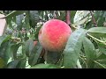 Frost peach tree thousands of peaches on one tree