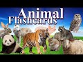 Animal Flashcards for Toddlers | Animals | Learn Animals Name | ABC Animals | Letter N-Z