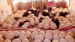 karaknath 🐤 chicks ka hatching  thermocol incubator se