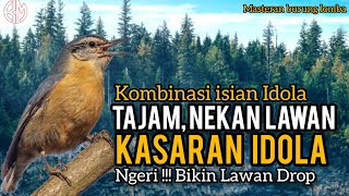 GARANG !!! KOMBINASI TEMBAKAN RAPAT, TAJAM, Masteran Burung FIGTHER, HIPER, MURAI SUJUD (Part 14)