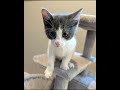 Howard video