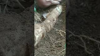 digging cassava root Cassava shorts food nature