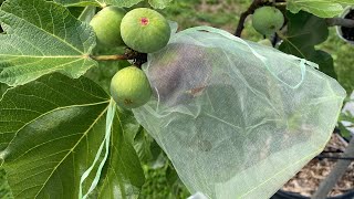 My Figs Are Splitting…