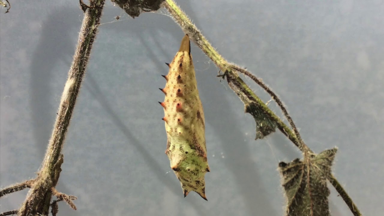 Raising a Peacock Butterfly Caterpillar!
