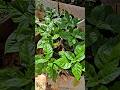 Minha pequena horta #horta #hortaliças #hortanoquintal