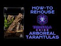 Pokie rehousing how to rehouse your arboreal tarantula  tarantula cribs treehouse switch xl