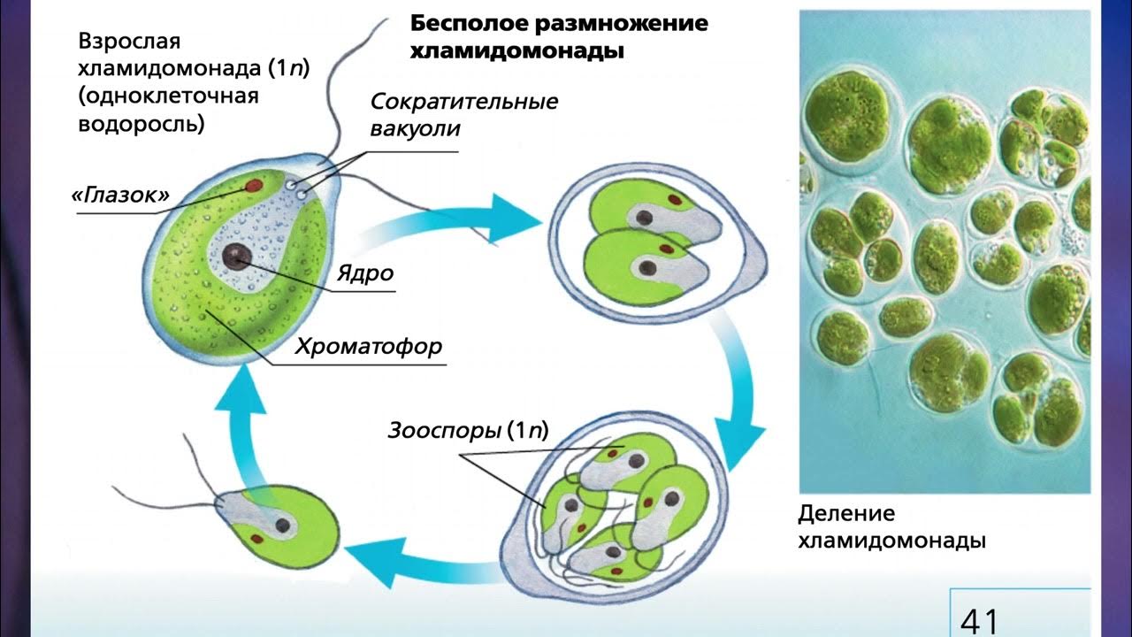 В каких биотехнологиях используют одноклеточные водоросли. Цикл хламидомонады схема. Бесполое размножение хламидомонады. Хламидомонада размножение зооспорами. Размножение одноклеточных водорослей.