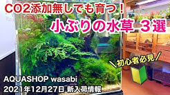 公式 Aquashop Wasabi 水草チャンネル