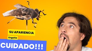 Las ESPECIES mas VENENOSAS del MUNDO. ☠️☠️ by CurioZoo 344 views 1 month ago 9 minutes, 40 seconds