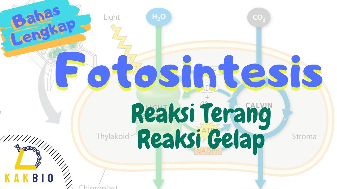 Bahas Lengkap Fotosintesis | Reaksi Terang dan Reaksi Gelap