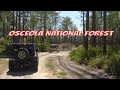 Osceola National Forest in Florida - Jeep Ride