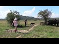 БУЙВОЛИНАЯ ЭКО-ФЕРМА «РАЙСЬКИЙ КУТОЧОК» (Water buffalo farm. Zakarpattya Region of Ukraine)