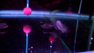 IMG_1887.AVI