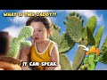 My sons reaction to dancing cactus super funny 