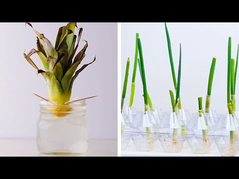 20 Gardening Hacks That Will Blow Your Mind!! Easy DIYs and Life Hacks by Blossom