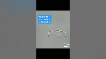 Microscale robotics for Single cell manipulation.