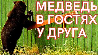 МЕДВЕДЬ В ГОСТЯХ У ДРУГА | Русские Приколы | Юмор | Ржач 😂 #приколысживотными #лучшее