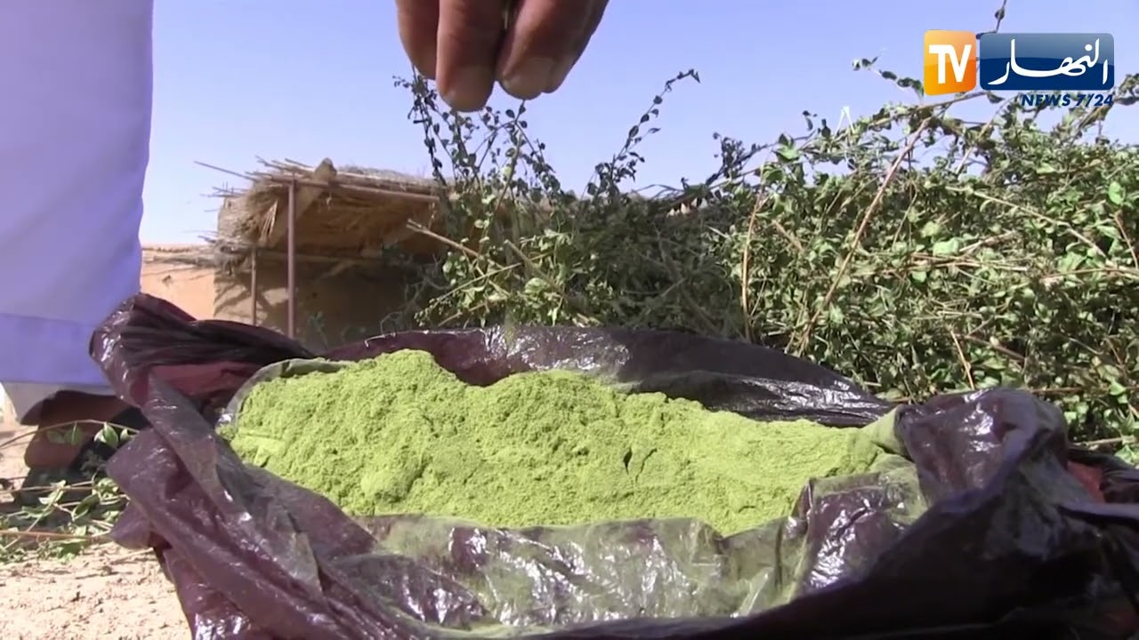 بسكرة : هكذا تزرع شجرة الحناء بزريبة الوادي