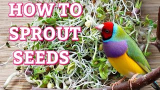 How to sprout seeds for your birds
