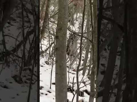 Uzaktan Gizli Domuz Vuruşu Başkan Telefonu Düşürecekti