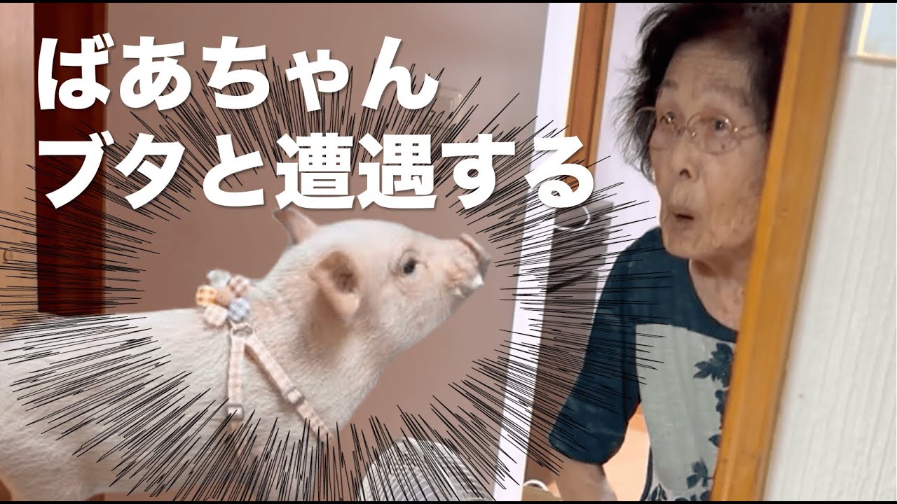 【Daily Vlog】実家のばあちゃんにマイクロぶたを紹介してみたら、、、My Grandma Meets a Micro pig… and Freaks Out!